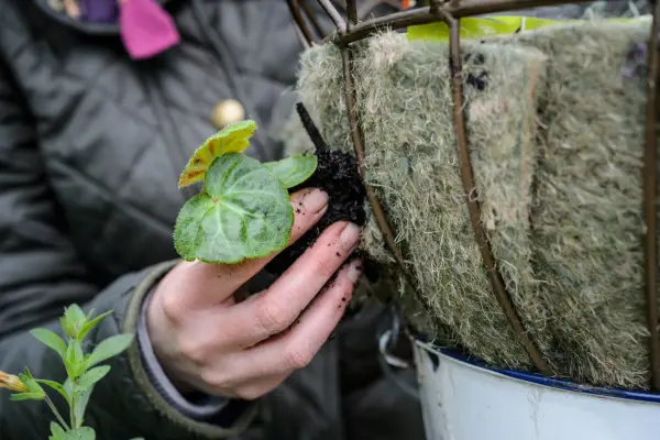 Planting into the side of a wire hanging basket