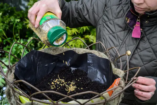 Adding slow release fertiliser granules to the compost of a hanging basket