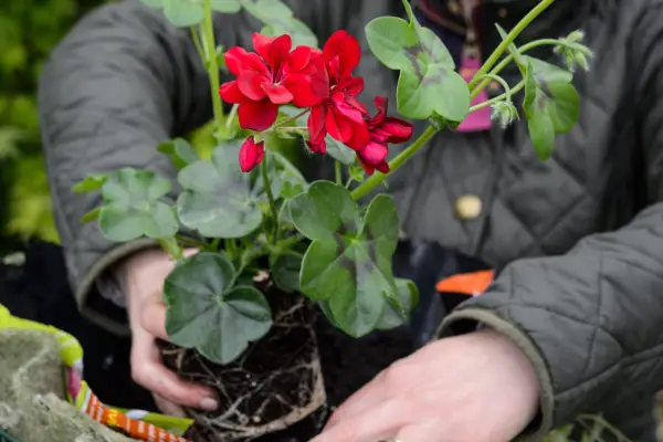Planting a pelargonium in a hanging basket