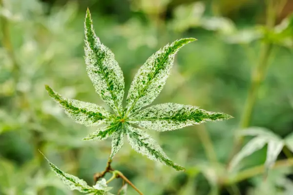 Acer Palmatum 'Ukigumo'