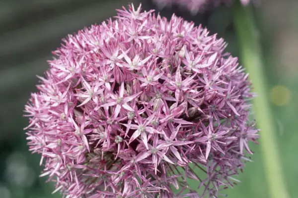 Allium 'Beau Regard'