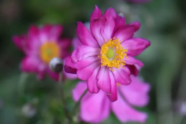 Anemone Hupehensis 'Shining'