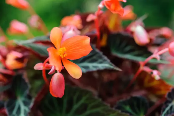 Begonia „žiariace uhlíky“