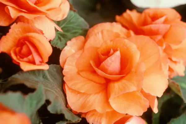 Begonia 'Jessica'