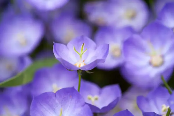Campanula 'Samantha'