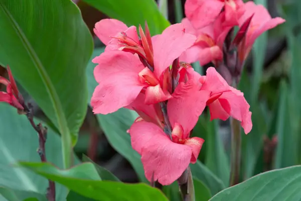 칸나 센 테니얼