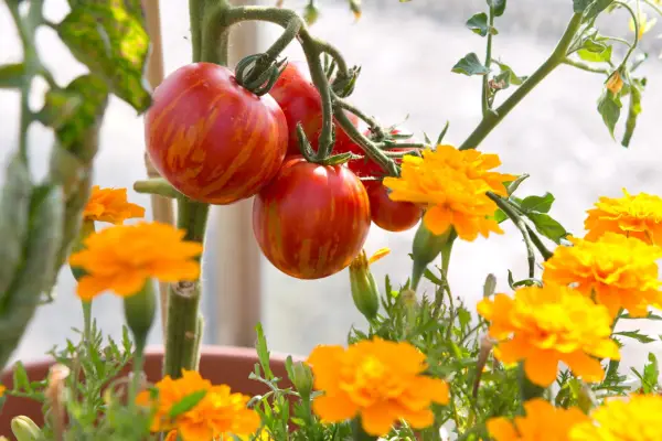 Tomatoes and marigolds