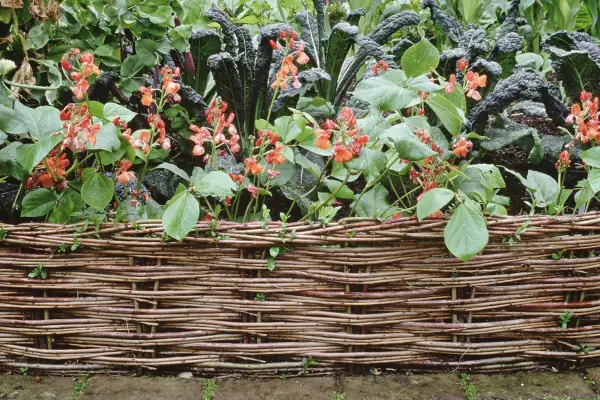 Kale and dwarf beans. Credit: Getty Images