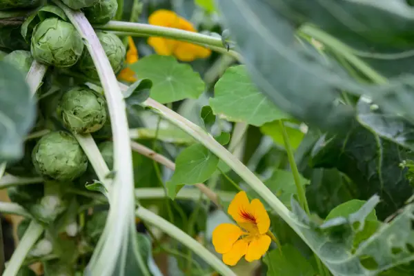 Brussels sprouts and nasturtiums