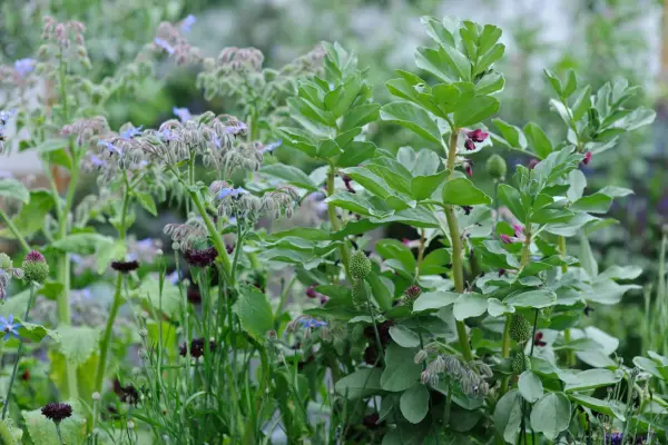 Broad beans and borage