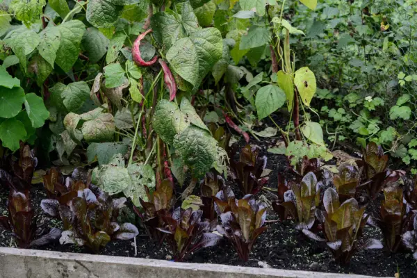 Climbing beans with lettuce