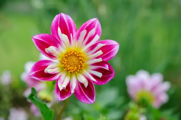 Dahlia 'Yankee Doodle Dandy'