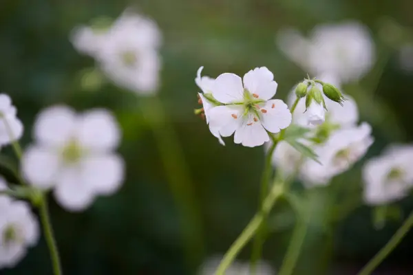 Geranium maculatum f. Albiflorum