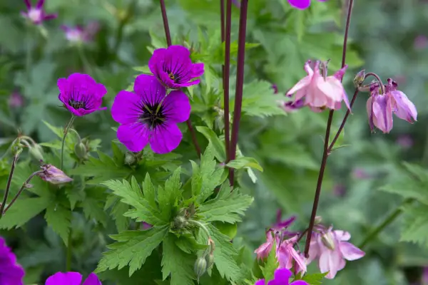 Purple hardy geranium flowers