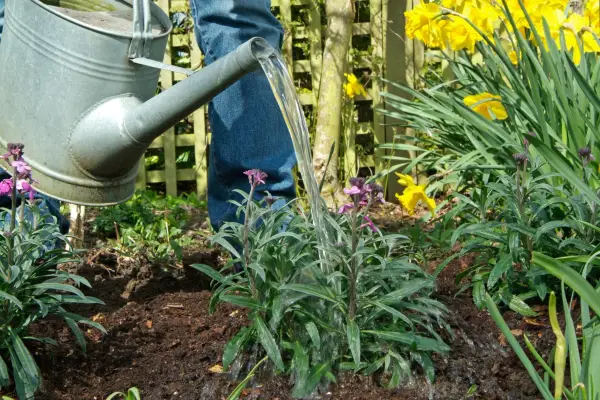 Watering with a watering can