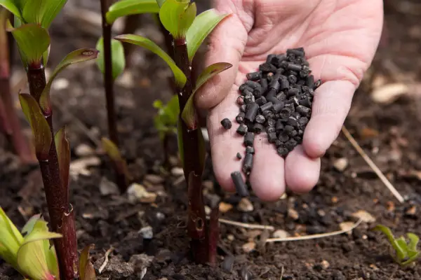 Sprinkling pellet feed beside plant stems