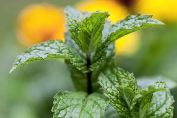 Mentha Suaveolens