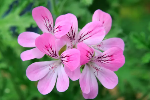 Pelargonium 제목