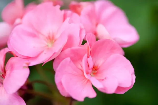 Pelargonium 'sassa'