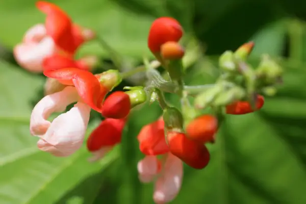 Phaseolus Coccineus 'Painted Lady'