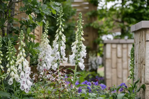White foxgloves