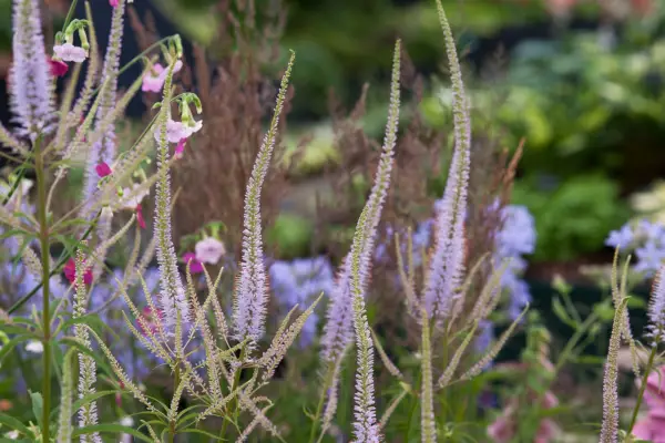 Veronicastrum virginicum 