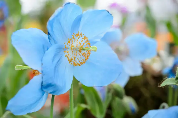 Meconopsis 