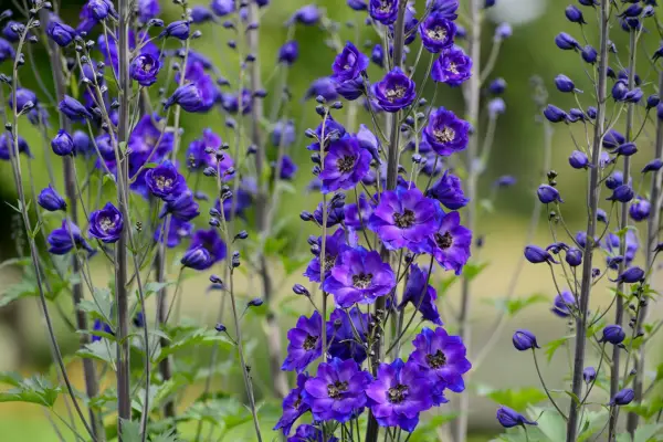 How to grow delphiniums - where to grow delphiniums
