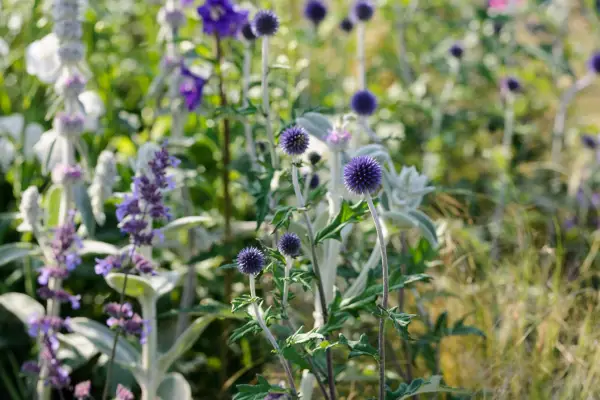 Plantes pour une palette de couleurs aux tons froides