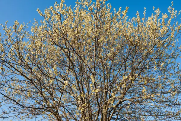 Goat willow, Salix caprea. Getty Images