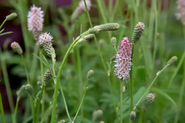 Sanguisorba officinalis 'Pink Tanna'