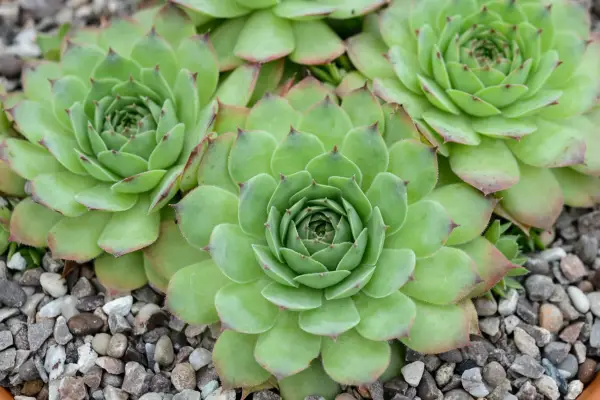 Sempervivum 