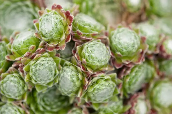 Cobweb houseleek, Sempervivum arachnoideum
