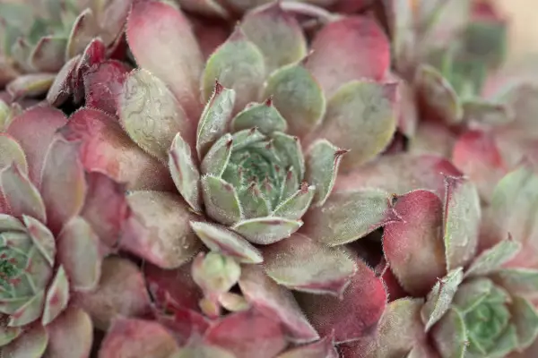 Sempervivum 
