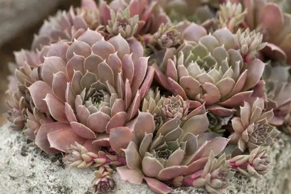 Sempervivum 
