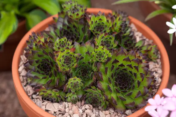 Sempervivum 