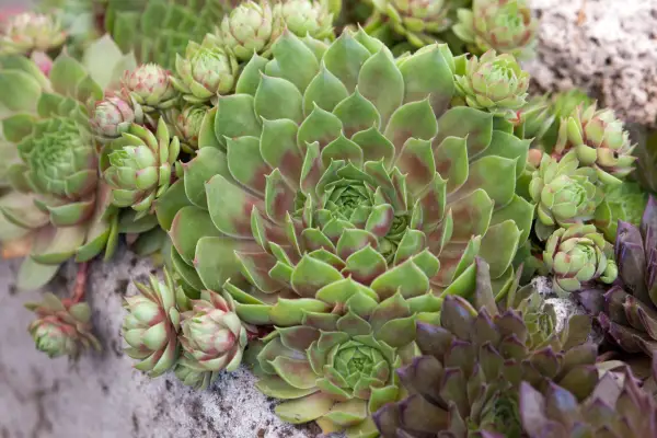 Sempervivum 