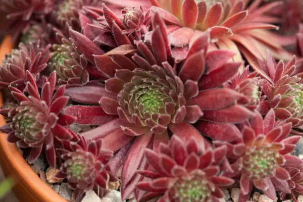 Sempervivum 