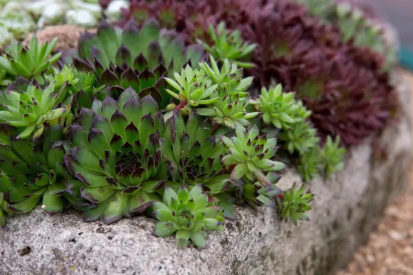 Sempervivum 