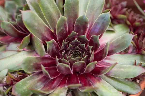 Deep-purple and green Sempervivum 