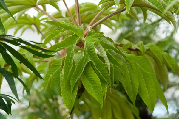 Tetrapanax papyrifer 