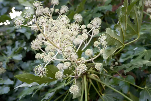 Fatsia japonica