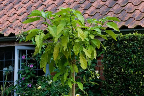 Brugmansia