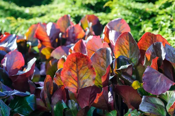 Brugmansia cordifolia 
