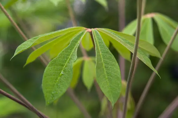 Schefflera rhododendronifolia