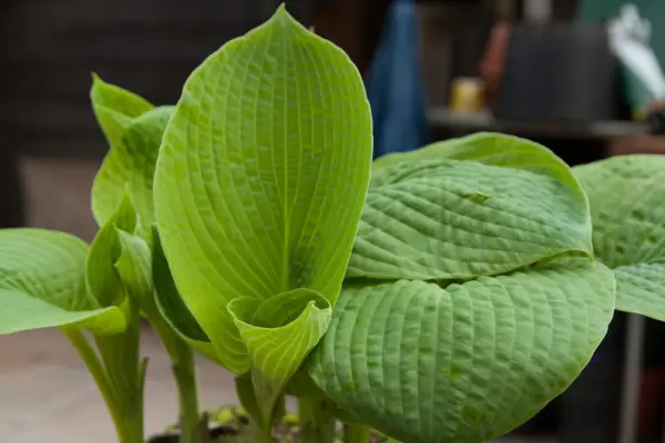 Hosta sieboldiana var. elegans