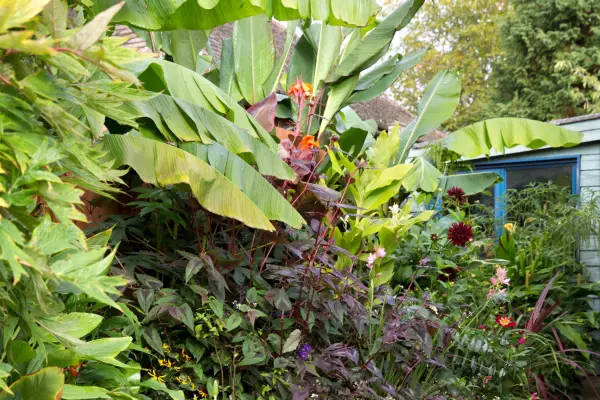 A border of striking foliage, including elephant ears
