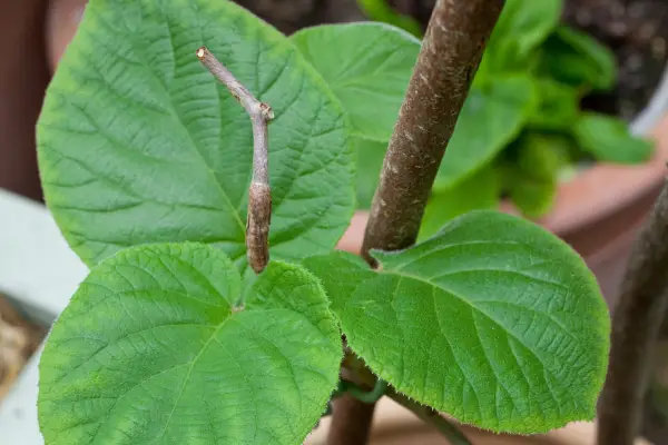 Delizioso Actinidia 'Jenny'