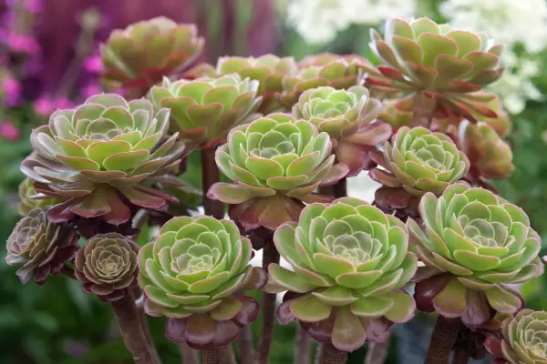 Aeonium 'Blushing Beauty'