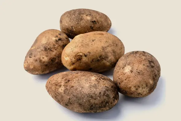 Rough, russet-skinned 